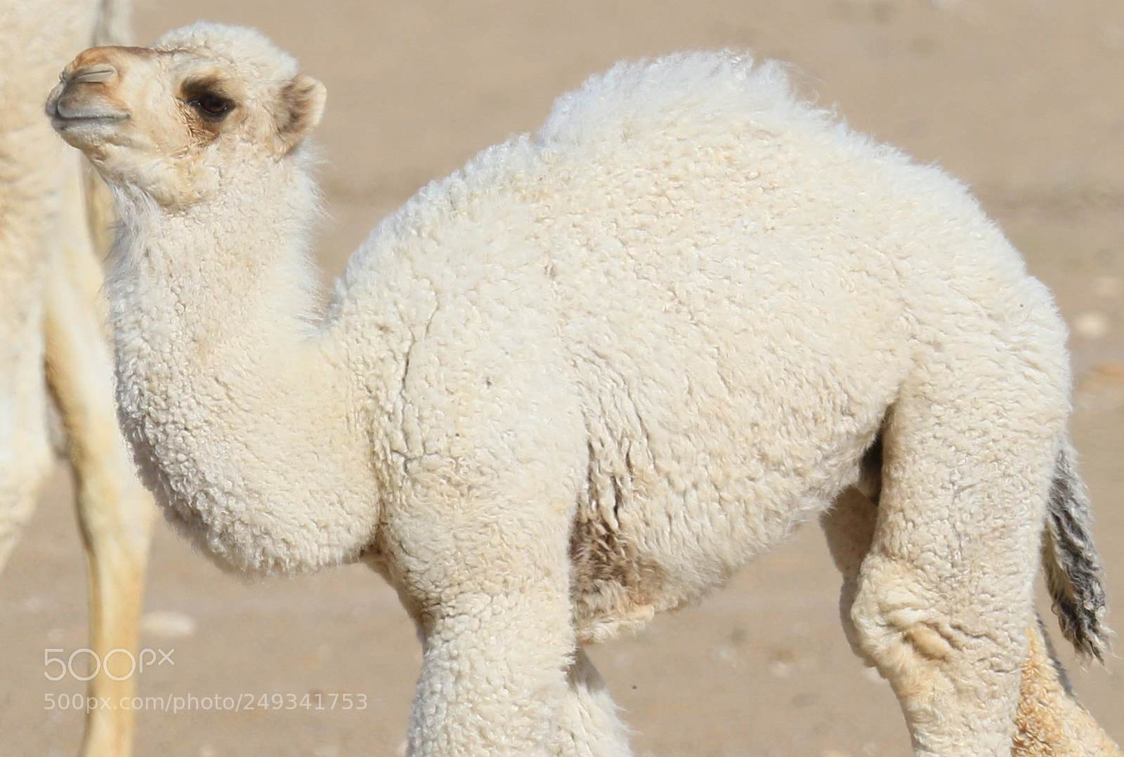 Canon EOS 7D Mark II sample photo. Wihte camel photography