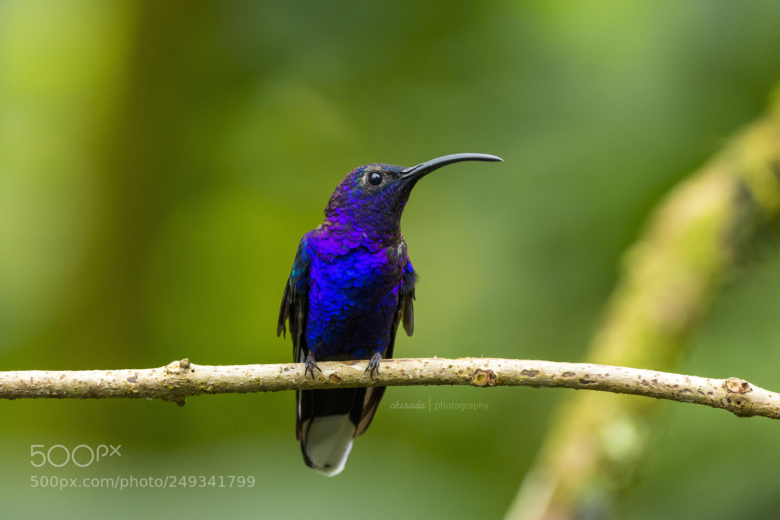 Nikon D7200 sample photo. Violet sabrewing hummingbird beautifulbird photography