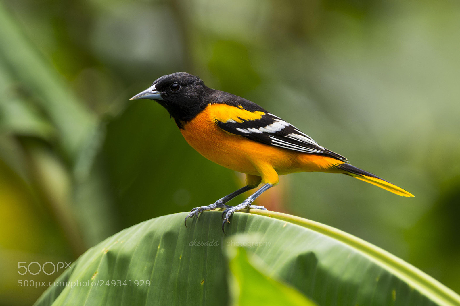 Nikon D7200 sample photo. ‘baltimore’ #beautifulbird #wildlifephotography #m ... photography
