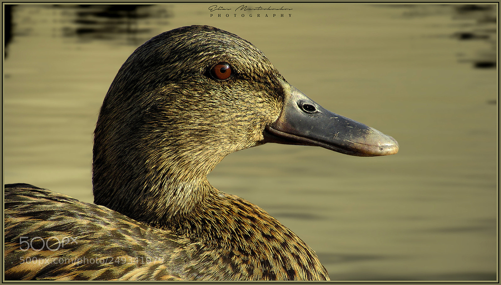Canon PowerShot SX620 HS sample photo. Detail ii photography