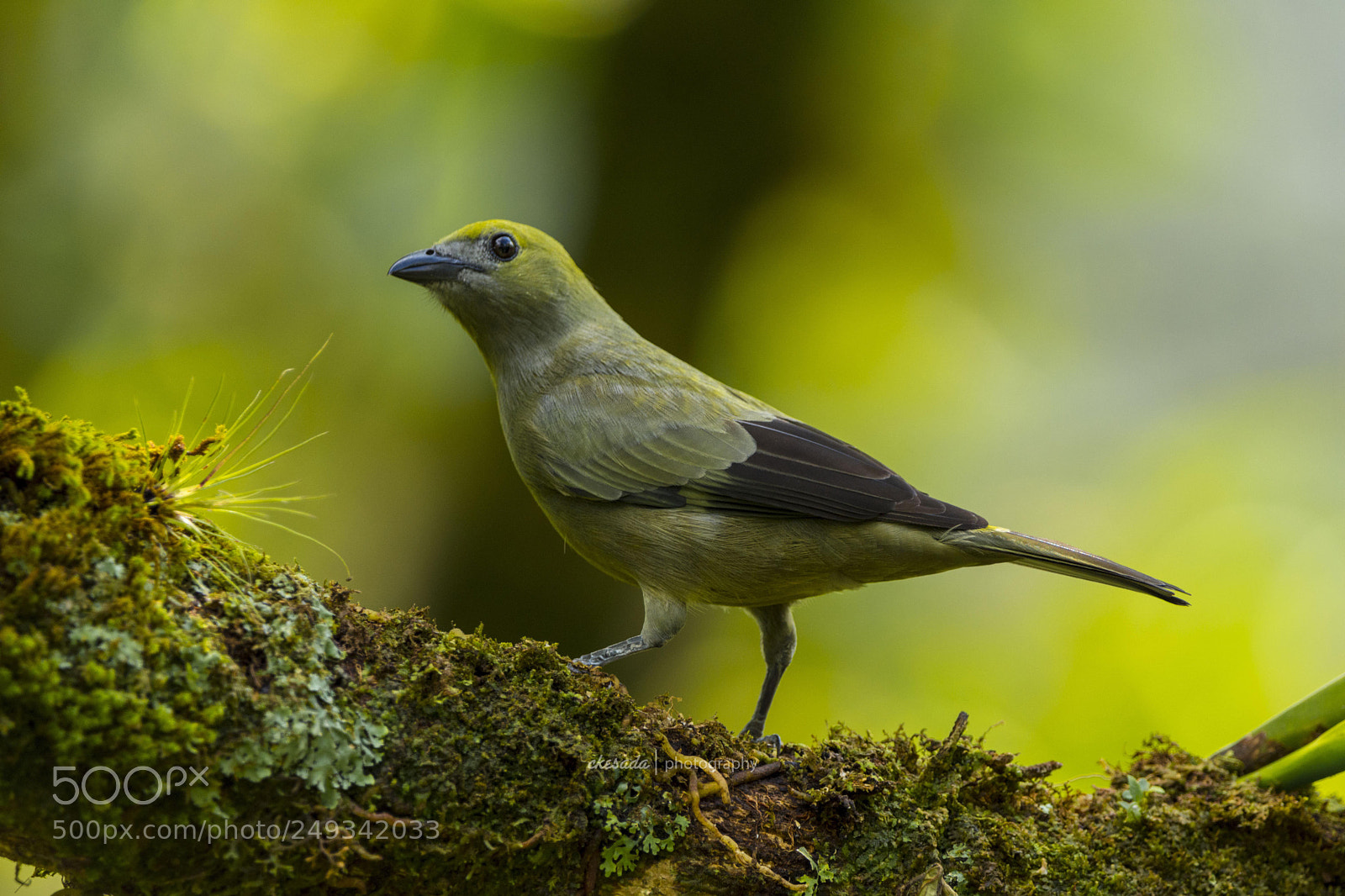 Nikon D7200 sample photo. ‘palm tanager’ #beautifulbird #wildlifephotography ... photography