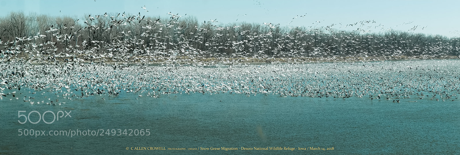 Panasonic Lumix DMC-GX85 (Lumix DMC-GX80 / Lumix DMC-GX7 Mark II) sample photo. Snow geese photography