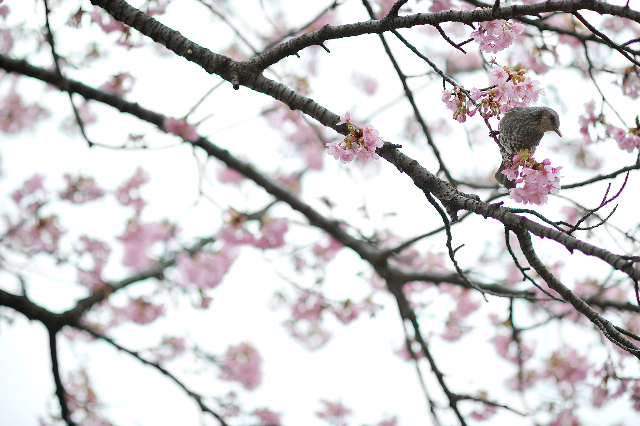 Nikon D700 sample photo. Spring for tokyoites photography