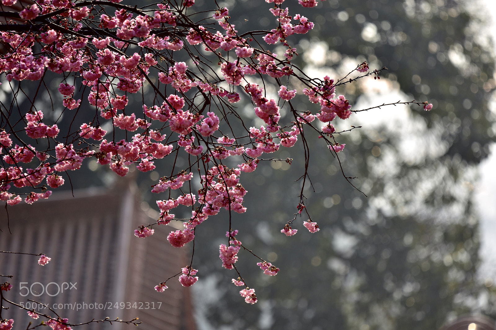 Nikon D7200 sample photo. Flowers photography