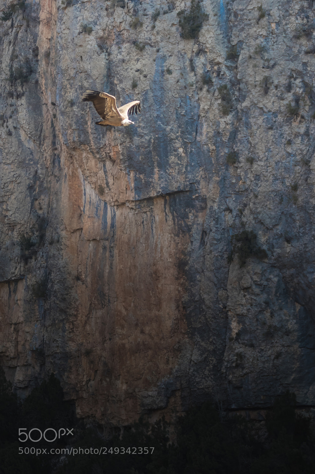 Canon EOS 7D Mark II sample photo. Griffon vulture 4 photography