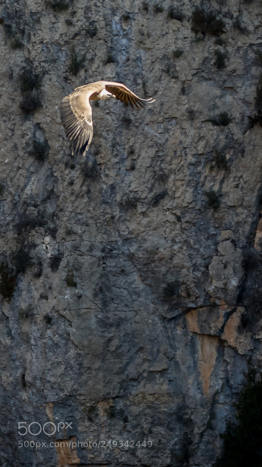 Canon EOS 7D Mark II sample photo. Griffon vulture 5 photography