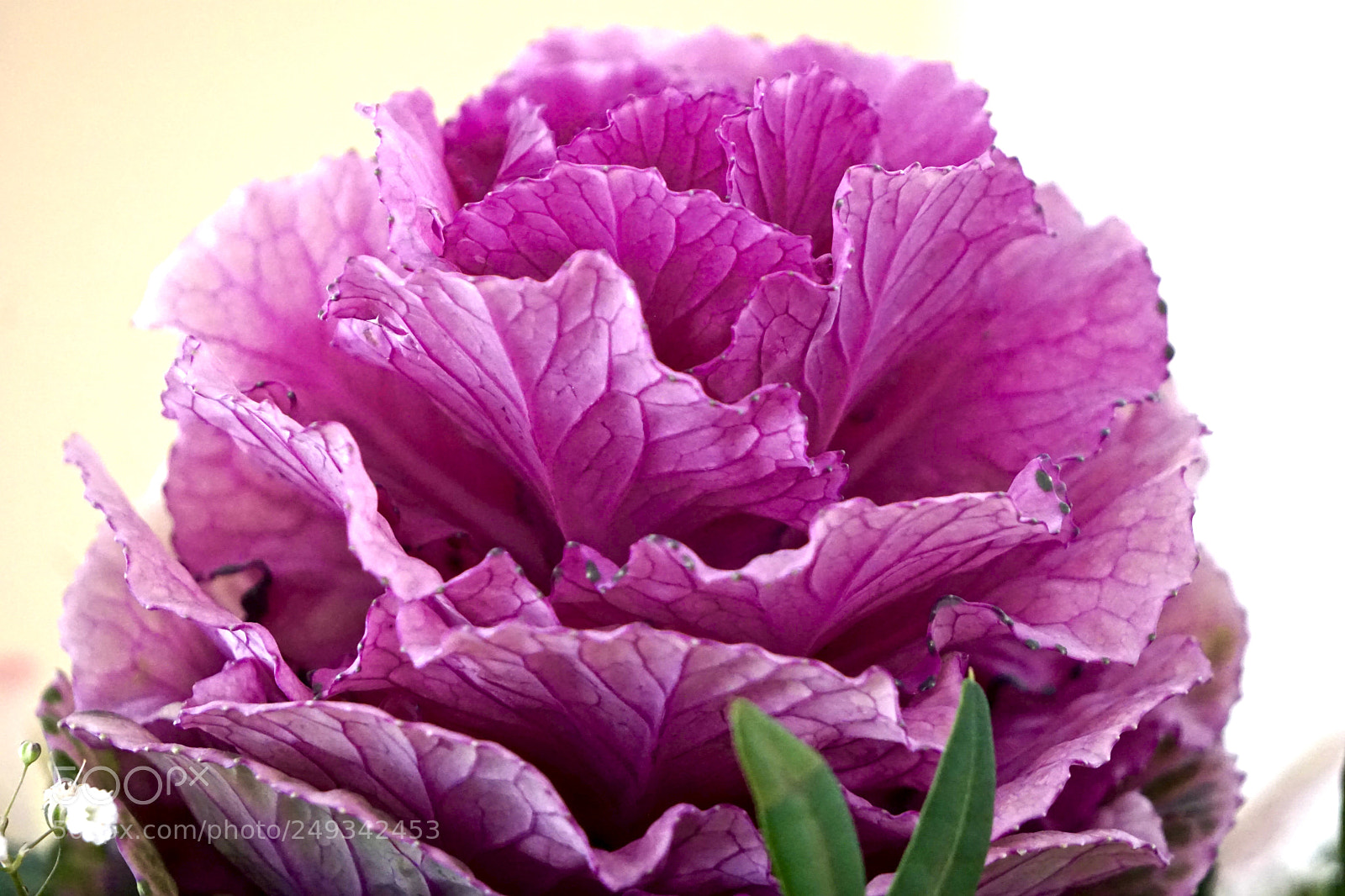 Sony a6000 sample photo. Flower photography