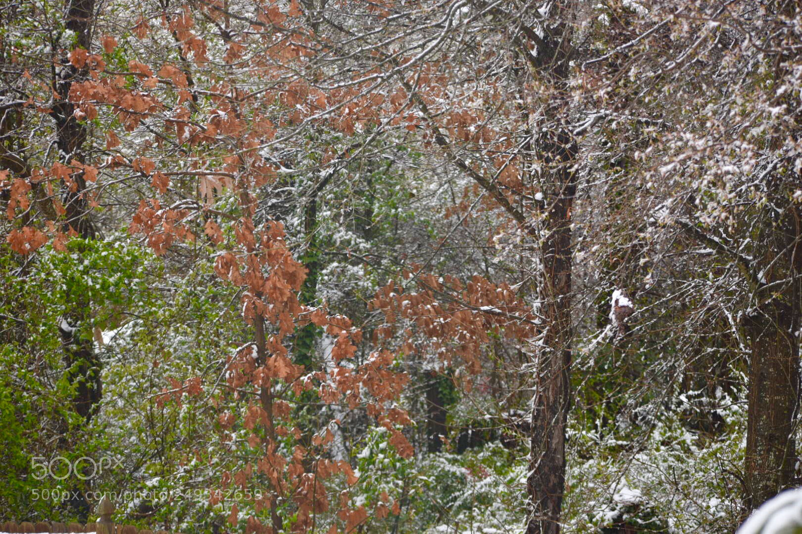 Nikon D5300 sample photo. A snow day in photography