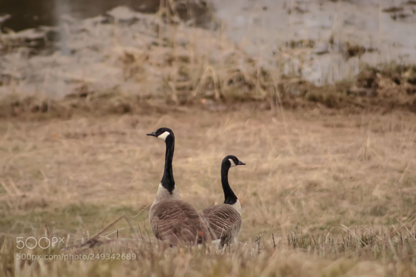 Canon EOS 750D (EOS Rebel T6i / EOS Kiss X8i) sample photo. Which way? photography