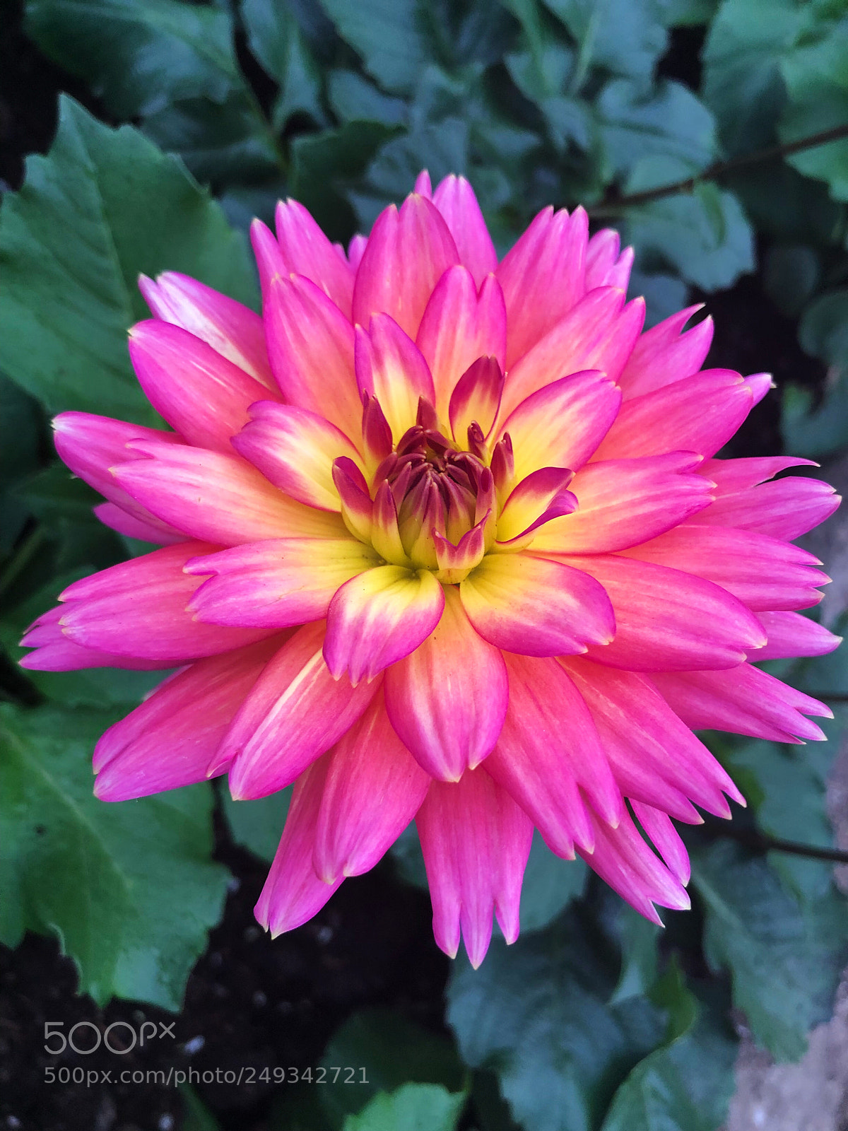 Apple iPhone X sample photo. 艳丽 photography