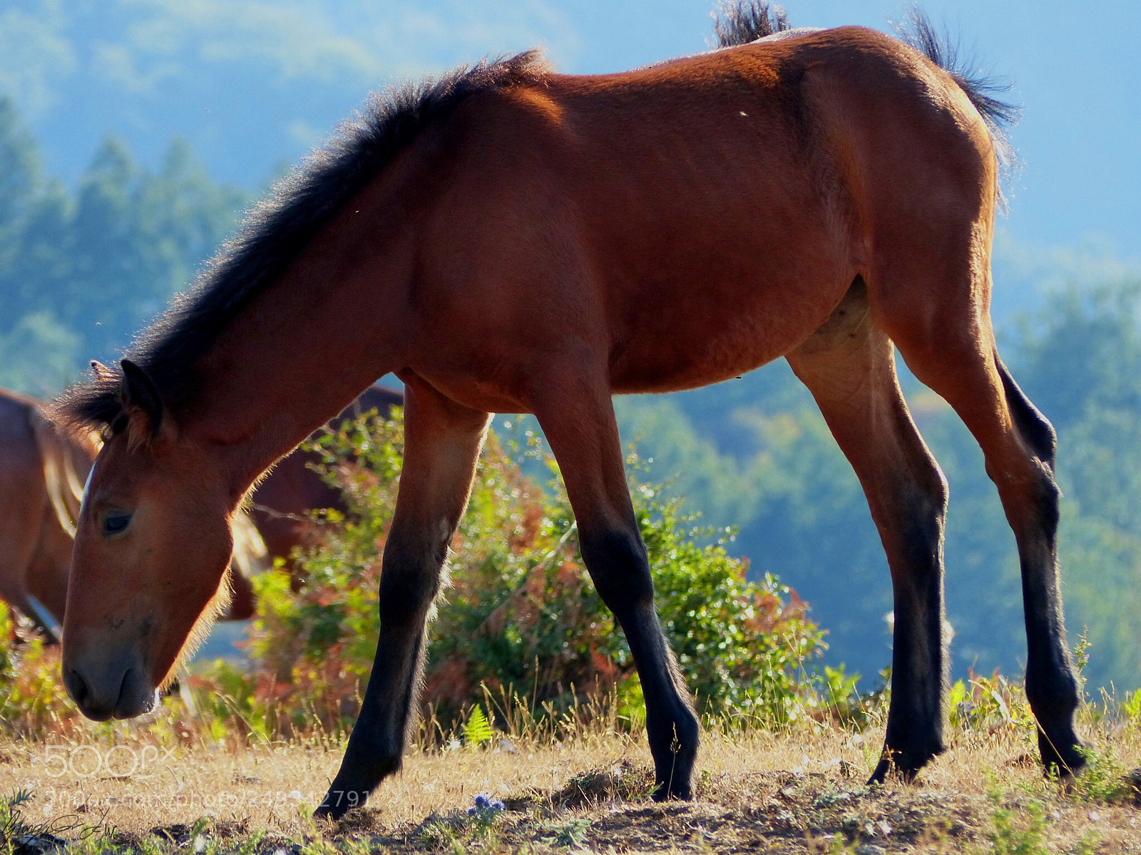 Panasonic Lumix DMC-FZ200 sample photo. Wild horse photography
