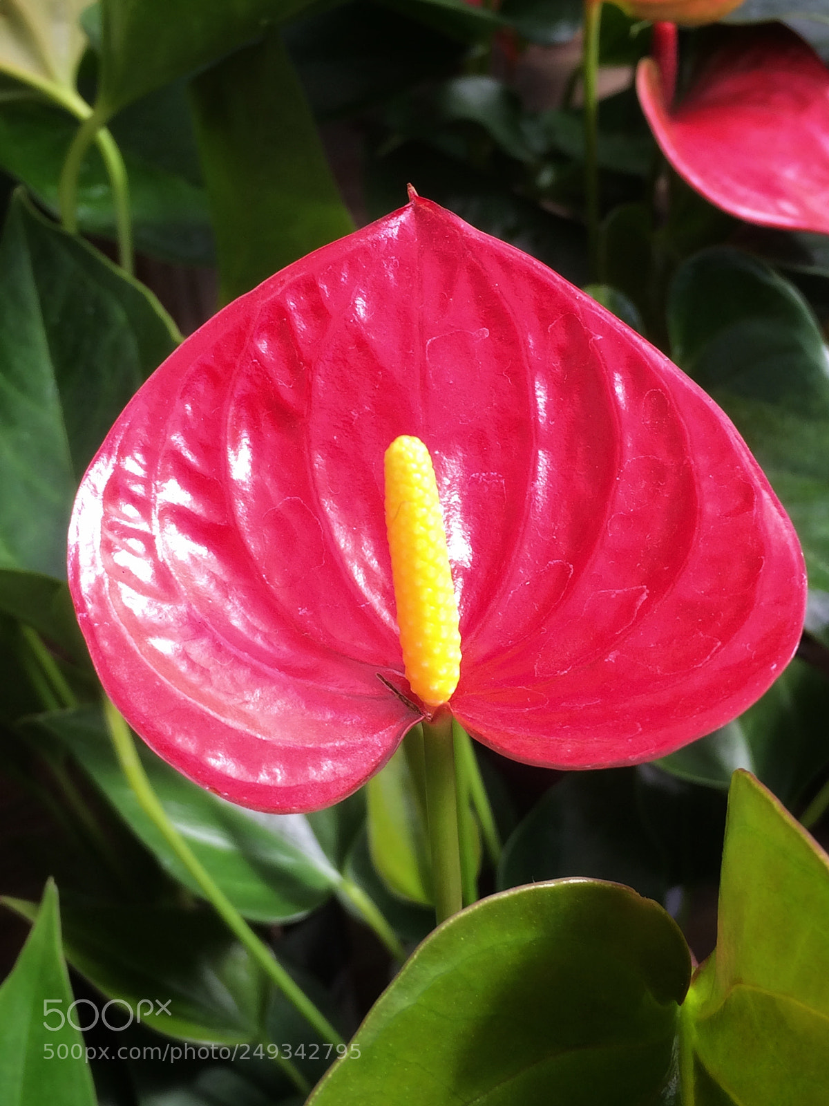 Apple iPhone 5s sample photo. Pretty flower photography