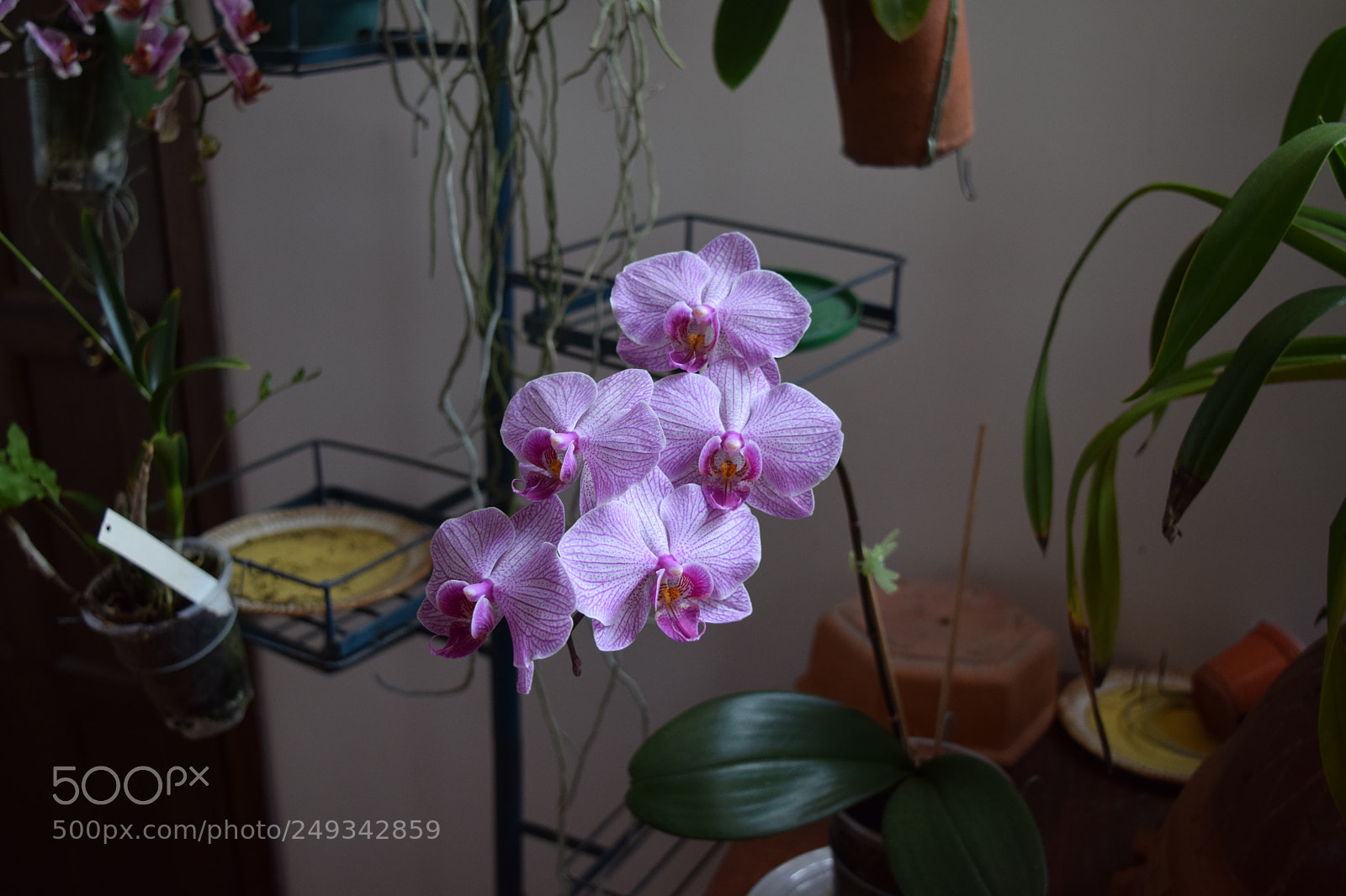 Nikon D5300 sample photo. Dsc photography