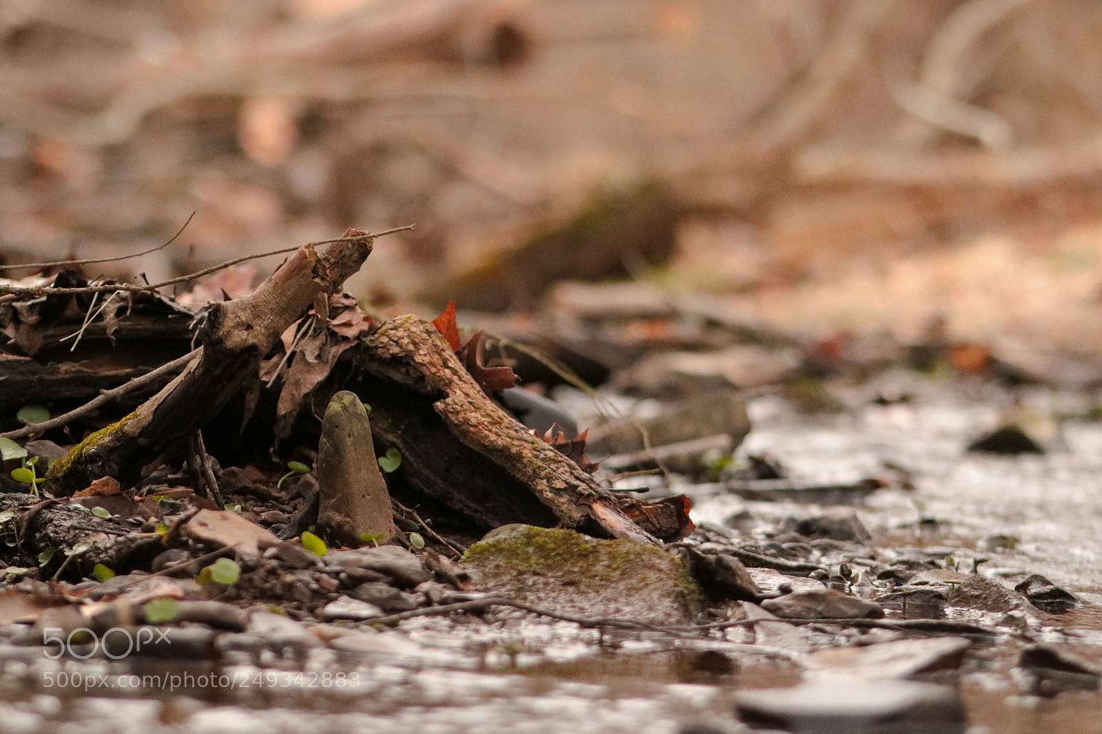 Canon EOS 750D (EOS Rebel T6i / EOS Kiss X8i) sample photo. Standing tall photography