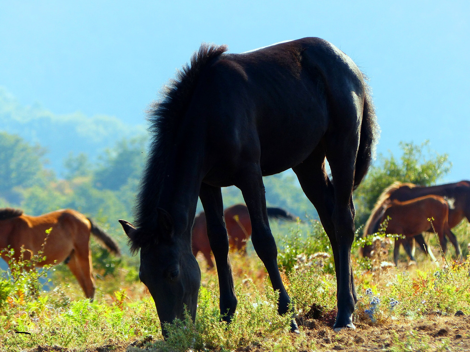 Panasonic Lumix DMC-FZ200 sample photo. Wild horse 2 photography