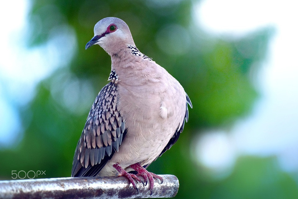 Nikon D5300 sample photo. Bird photography