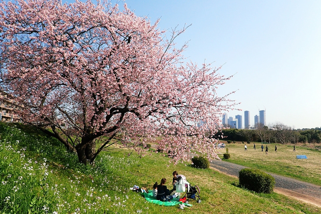 Olympus TG-3 sample photo. Sakura photography