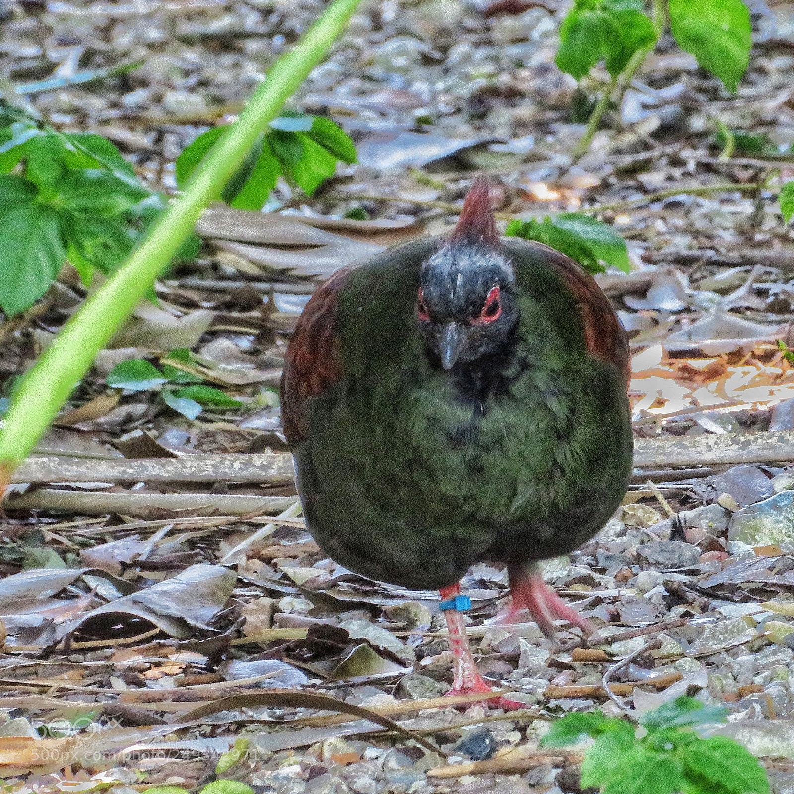 Canon PowerShot SX720 HS sample photo. Crested wood partridge photography