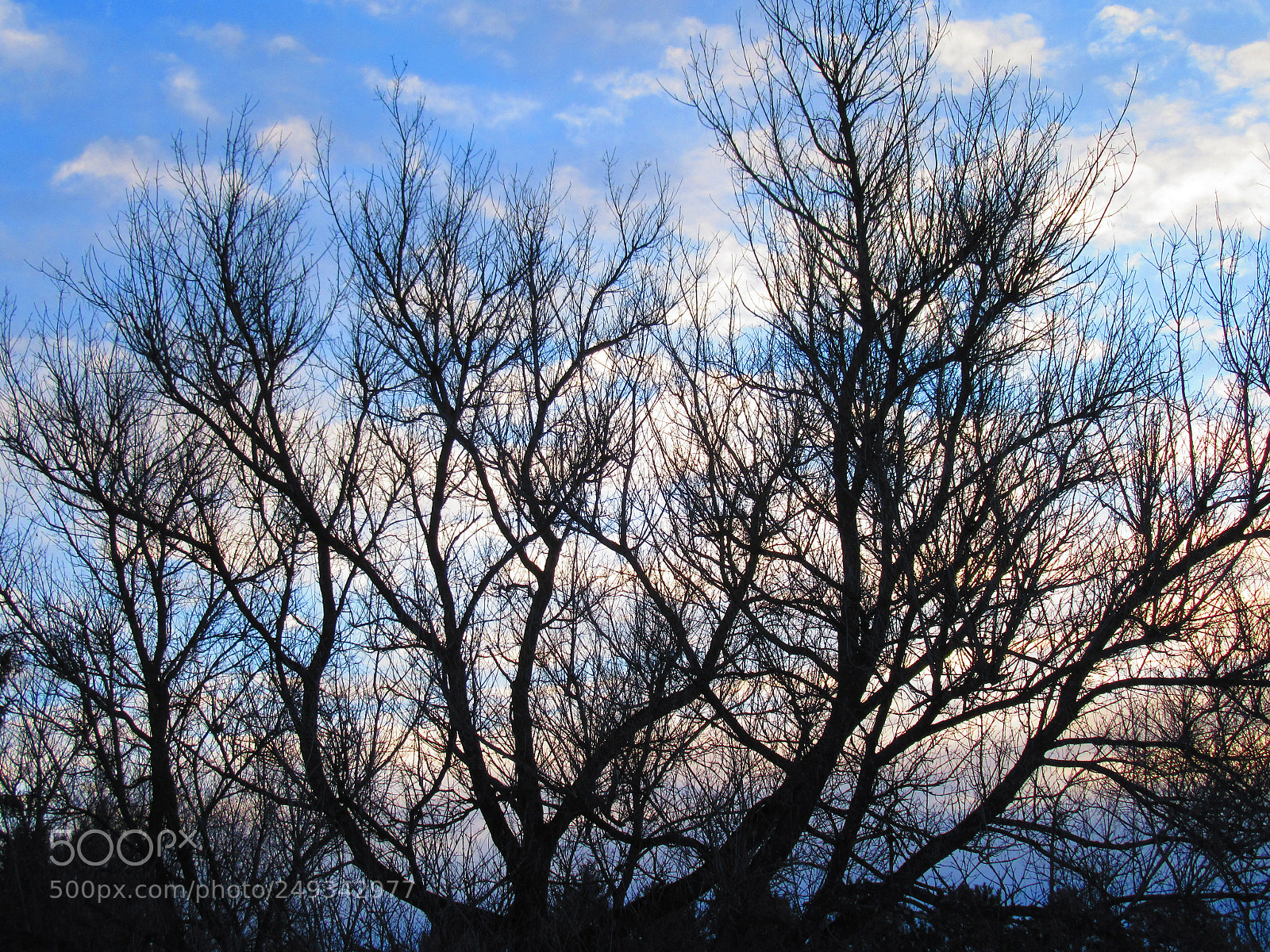 Canon PowerShot SX610 HS sample photo. Tree at dawn photography