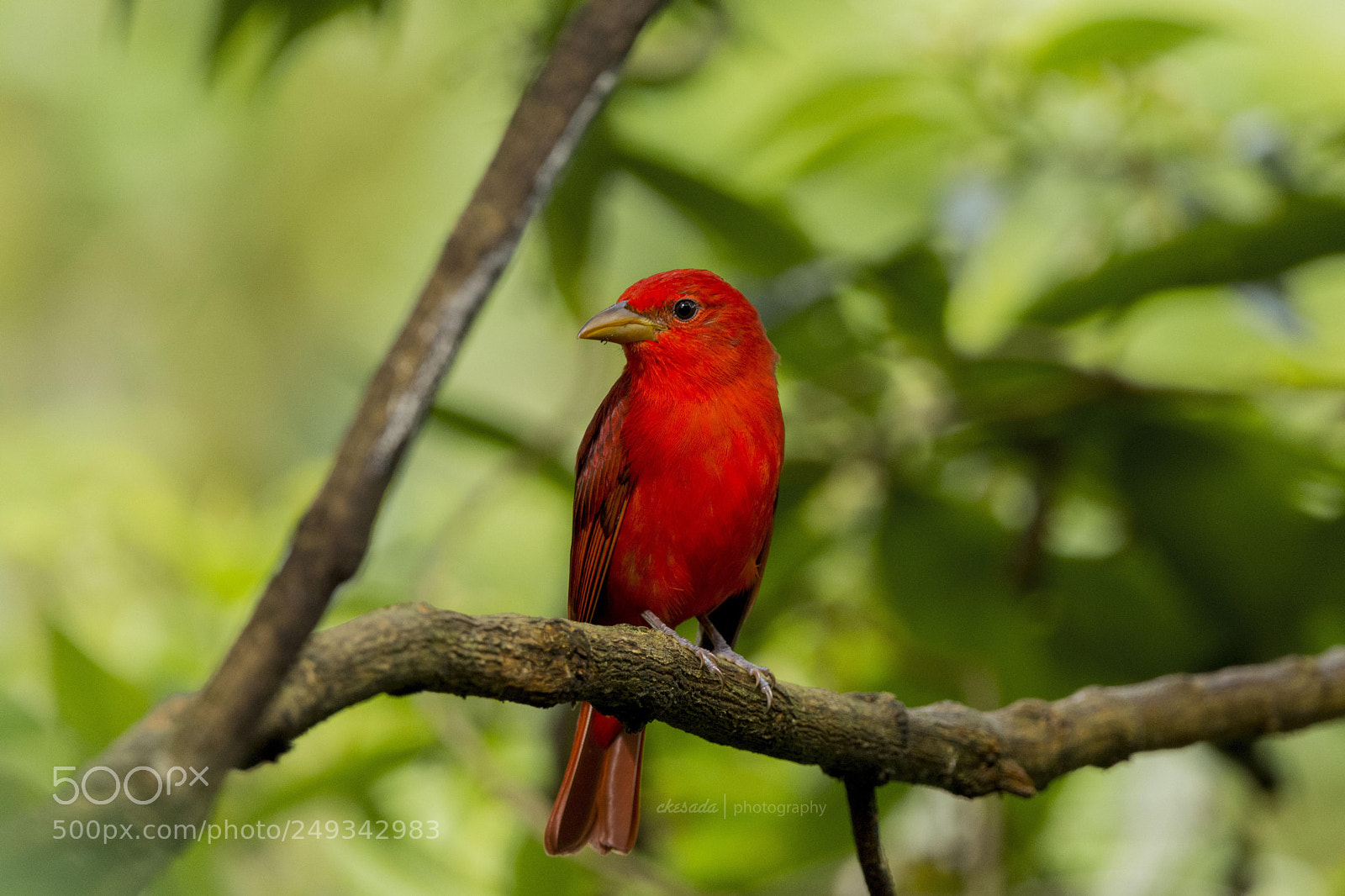 Nikon D7200 sample photo. Summer tanager #beautifulbird #wildlifephotography ... photography