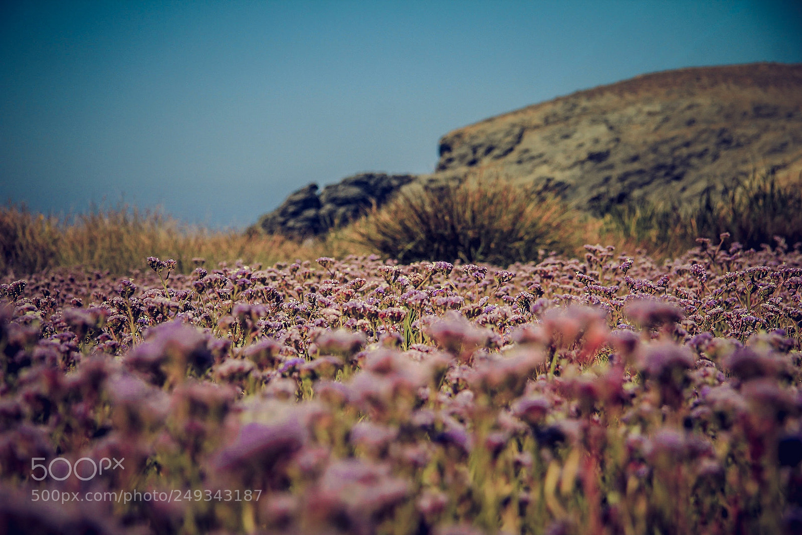 Canon EOS 60D sample photo. Pink field in mykonos photography