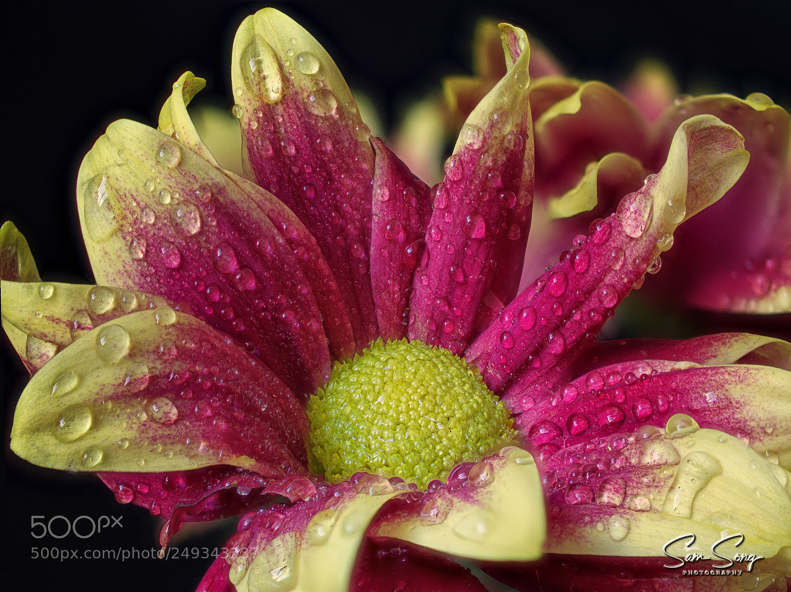 Olympus OM-D E-M10 III sample photo. Colorful chrysanthemum photography