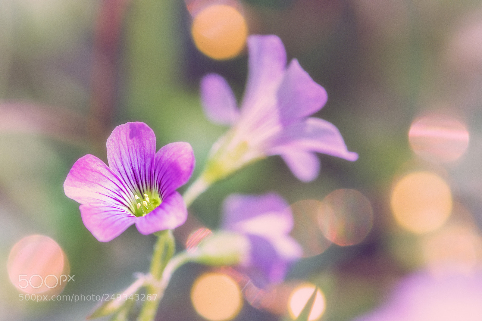Nikon D7200 sample photo. Backyard bokeh photography