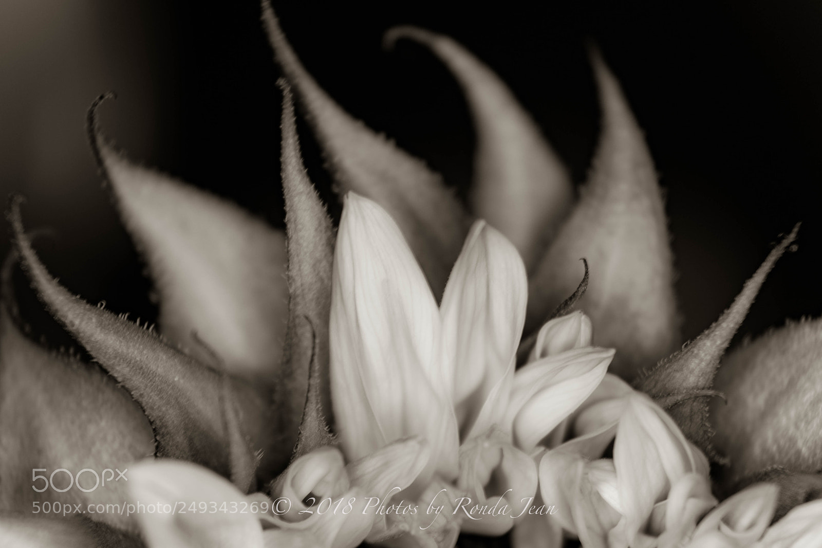 Nikon D500 sample photo. Untitled photography