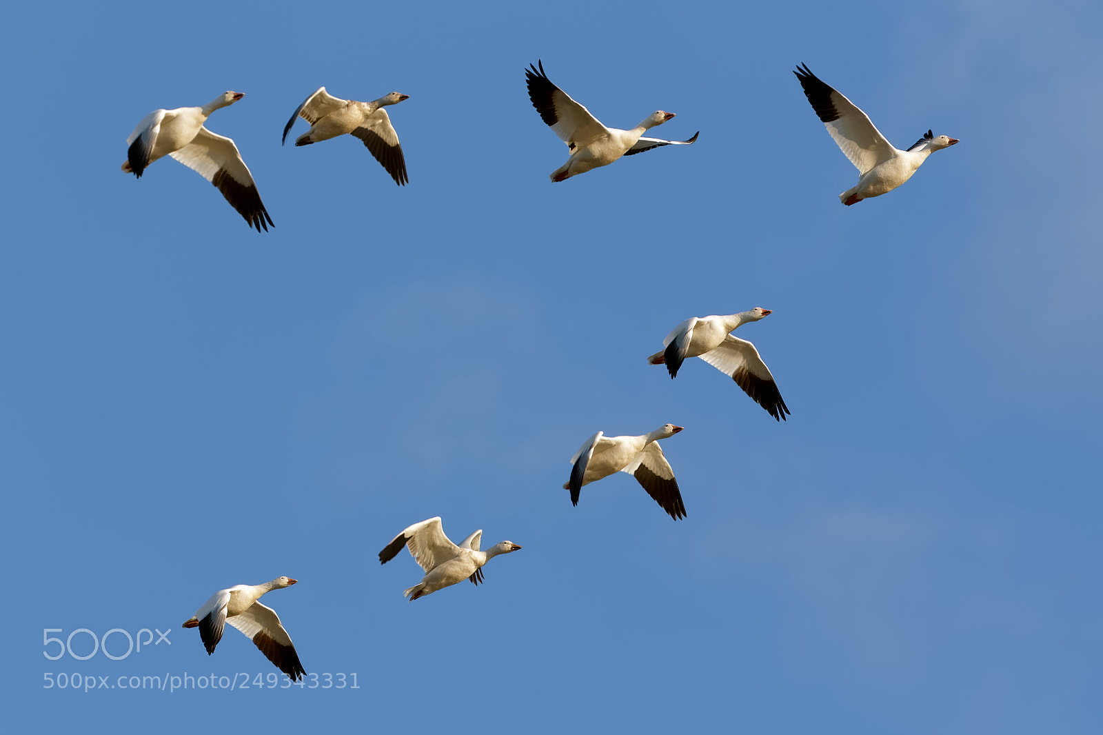 Canon EOS 7D Mark II sample photo. Snow geese flying in photography