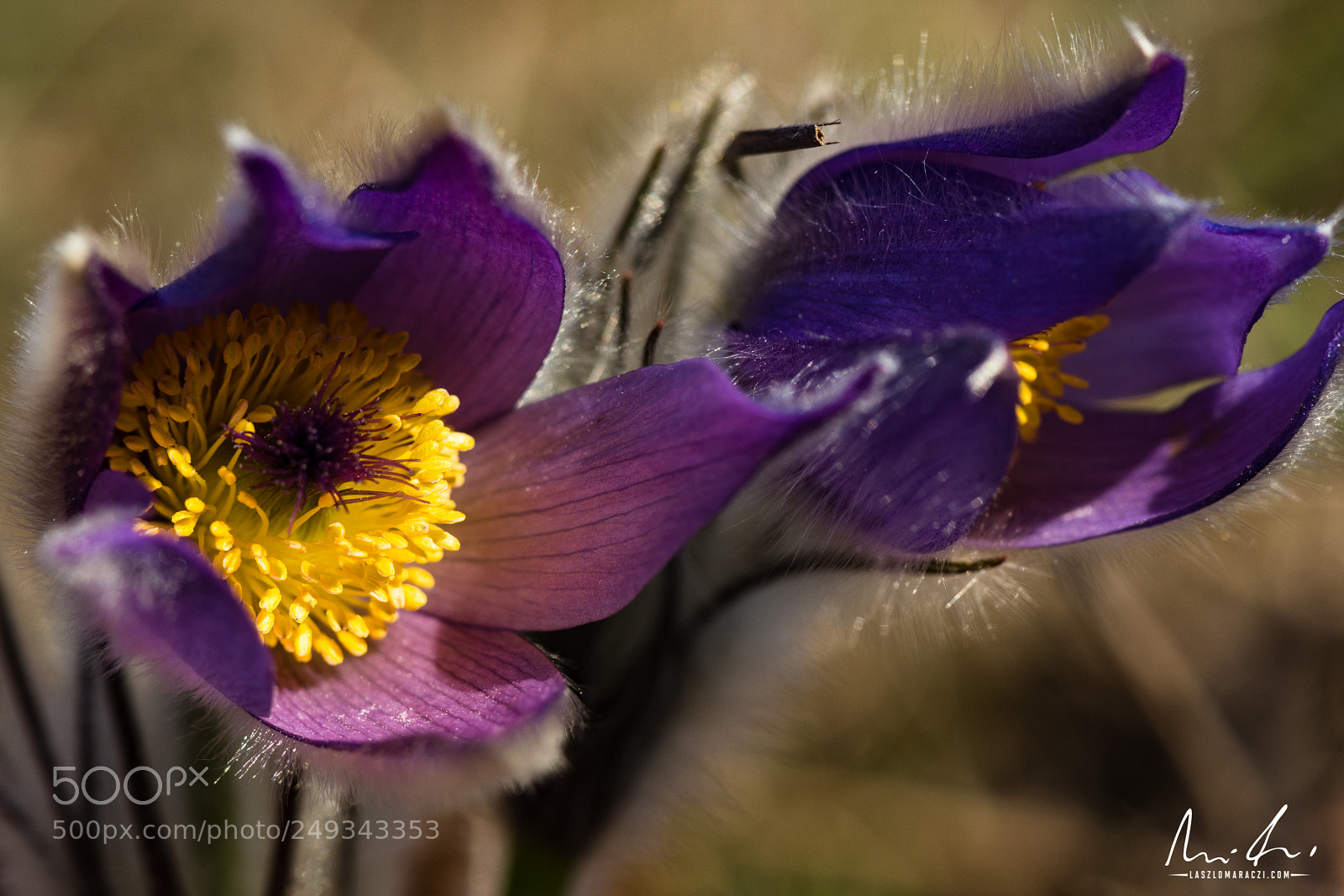Nikon D7200 sample photo. Pulsatilla blooming photography