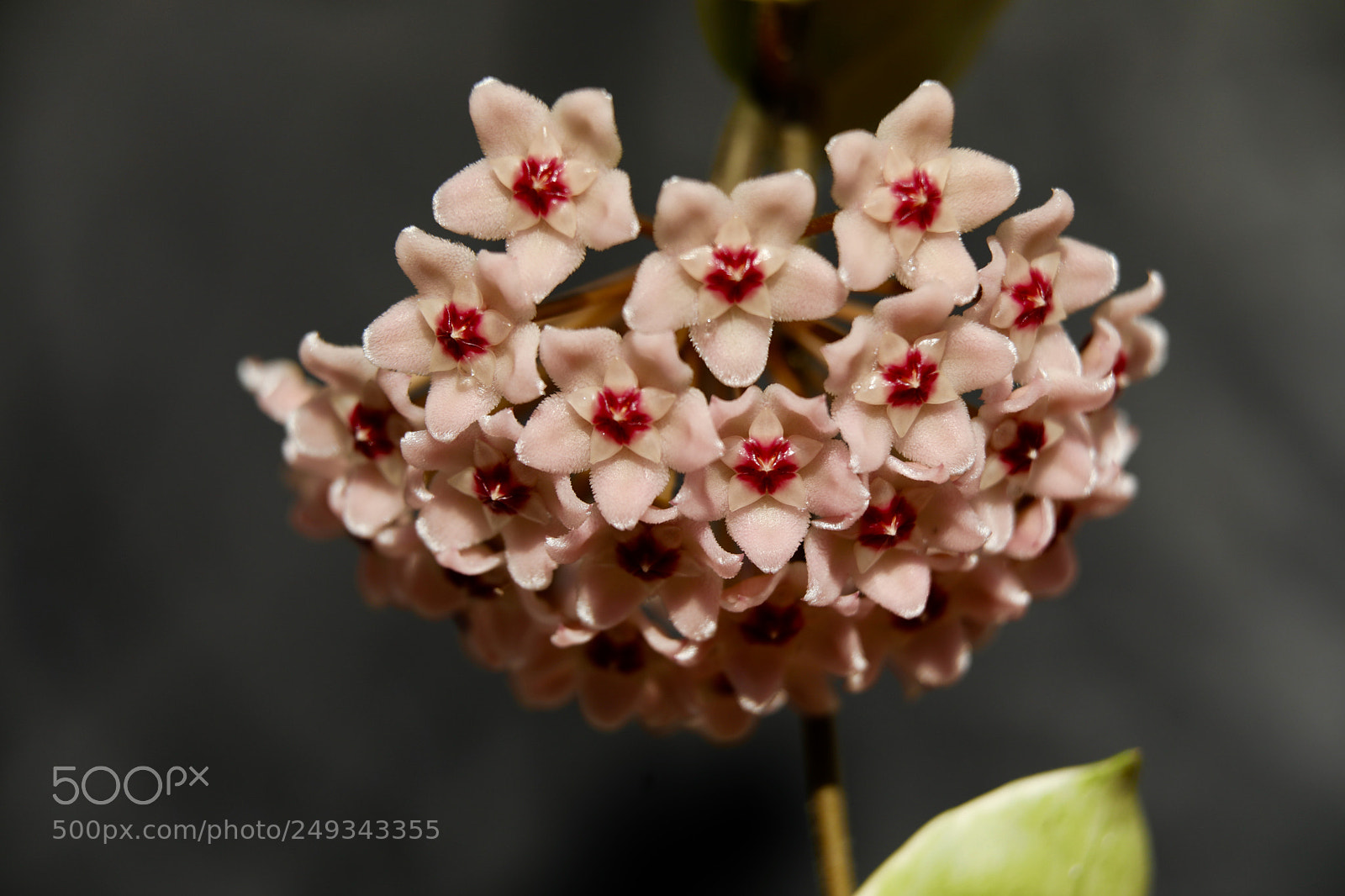 Canon EOS 5D Mark IV sample photo. Untitled photography