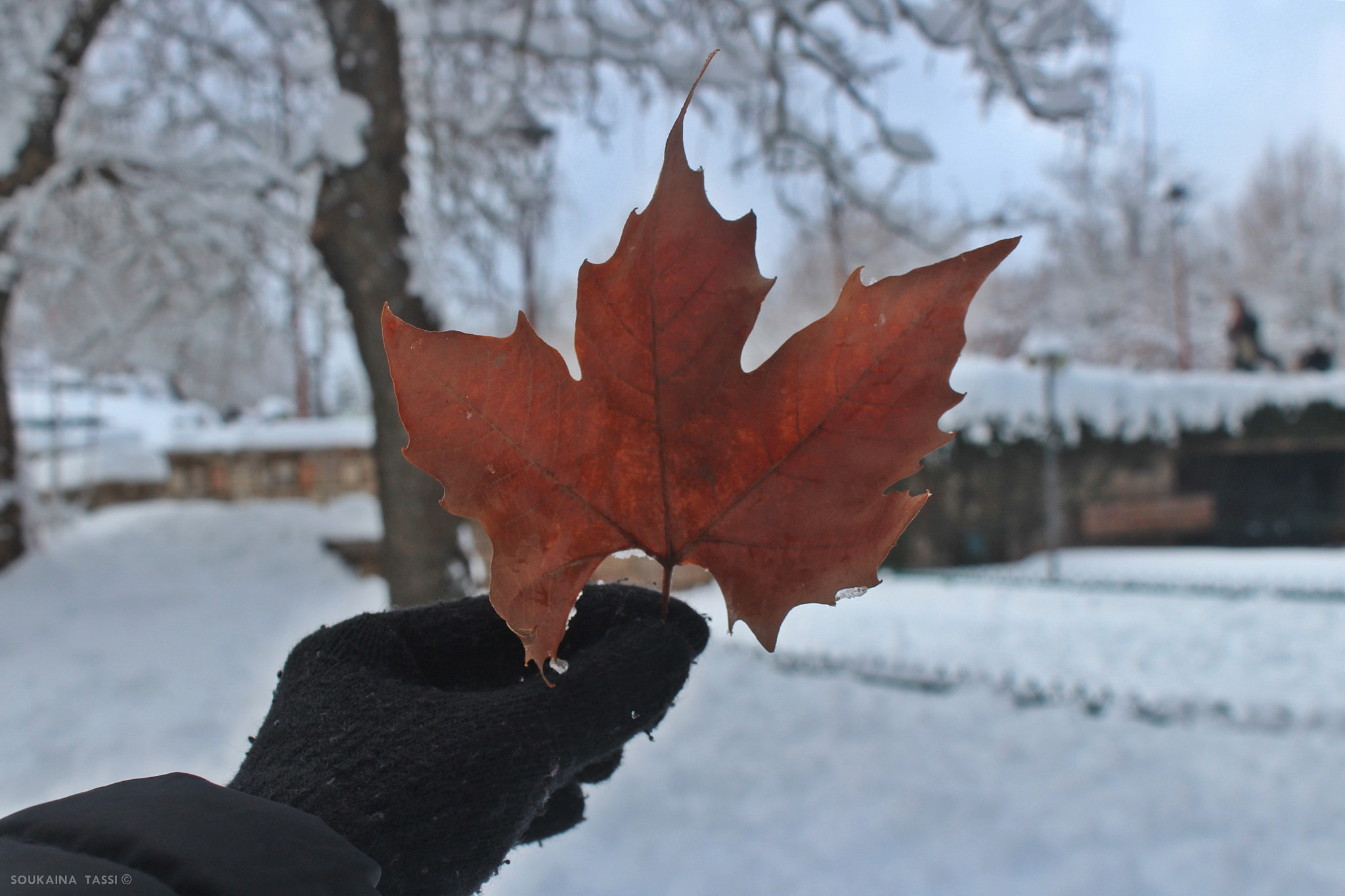 Canon EF-S 18-55mm F3.5-5.6 IS sample photo. Foryou photography
