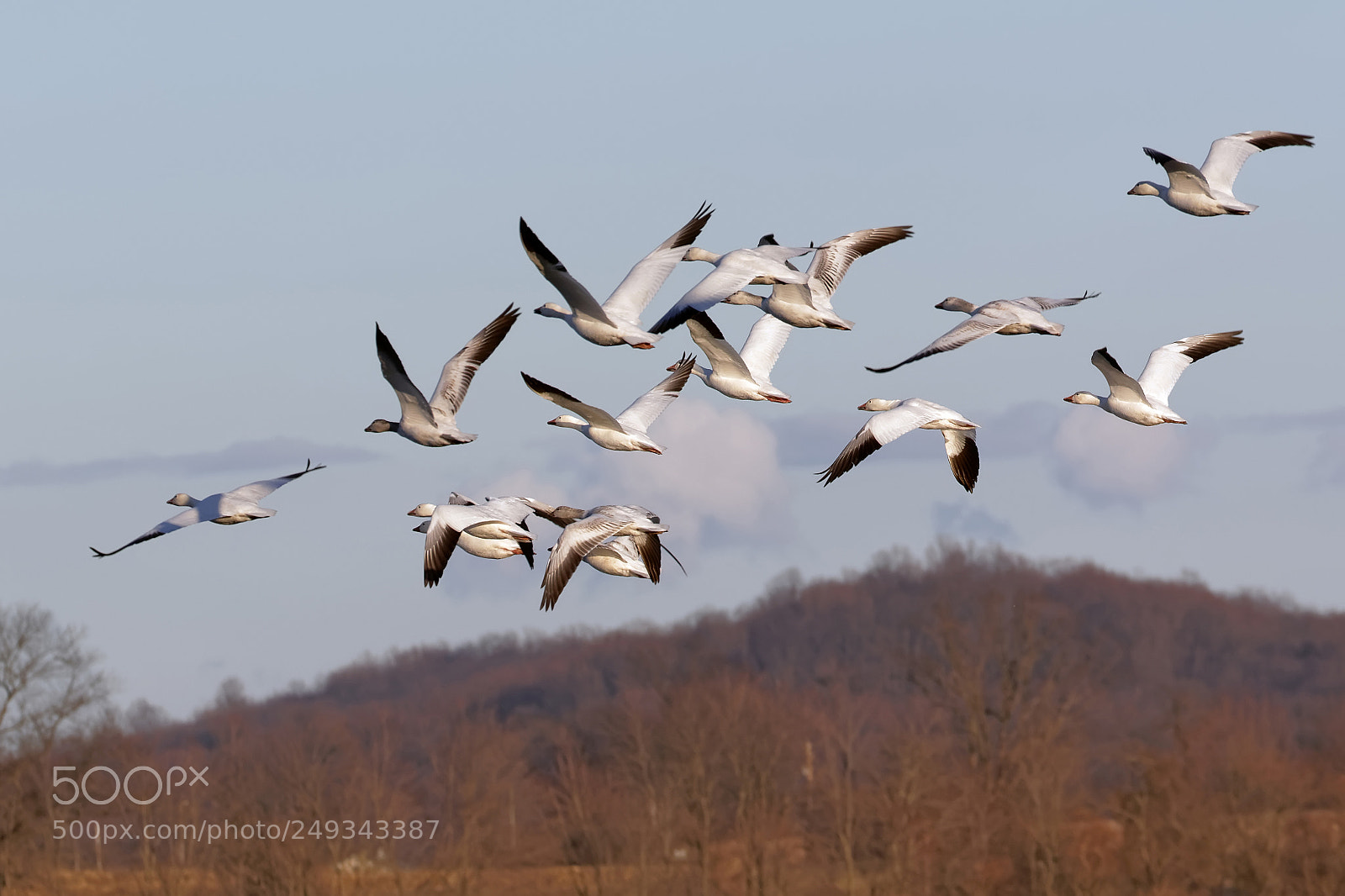 Canon EOS 7D Mark II sample photo. Migrating snow geese in photography
