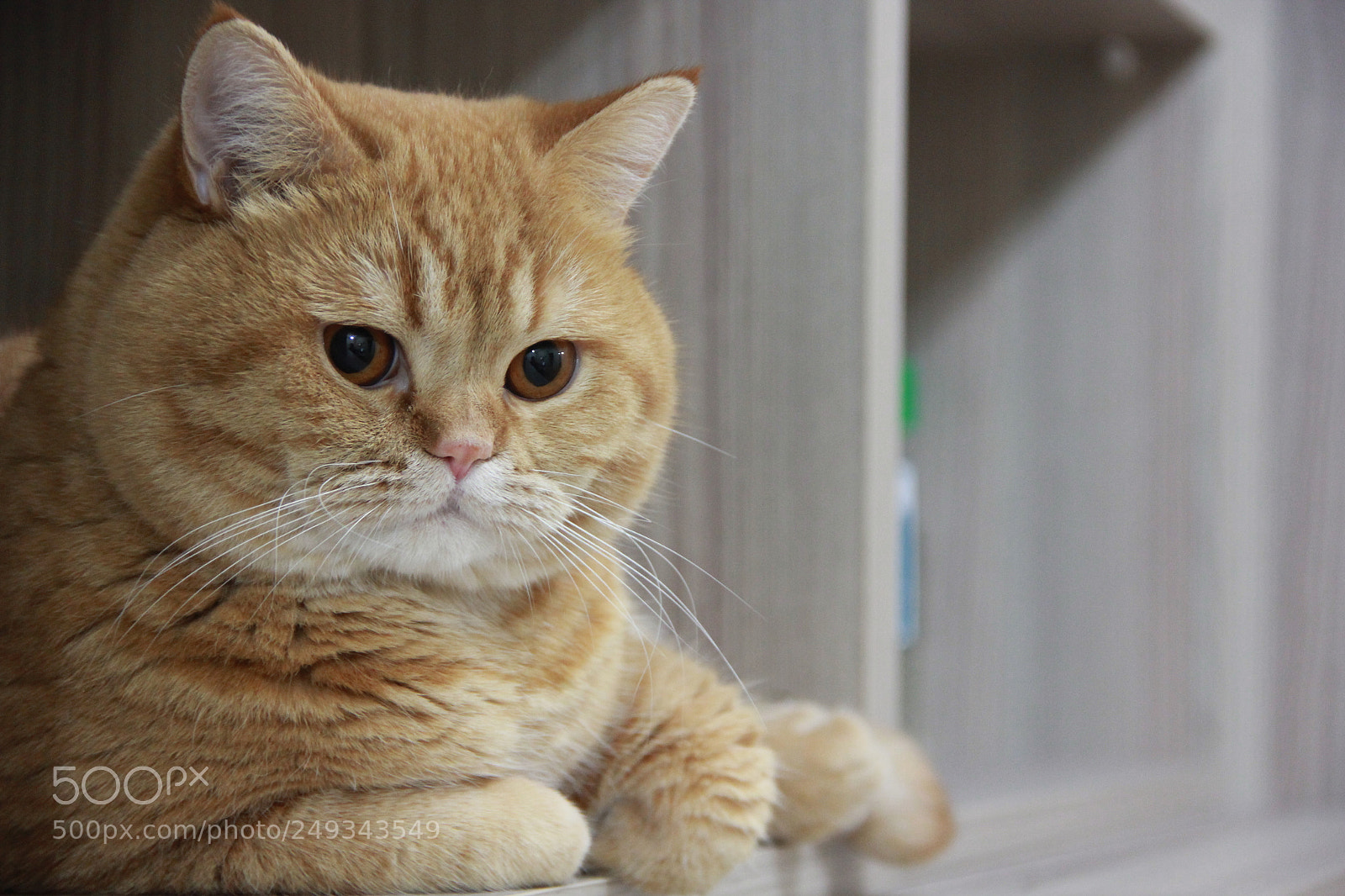 Canon EF-S 18-135mm F3.5-5.6 IS sample photo. Zöron the cat photography
