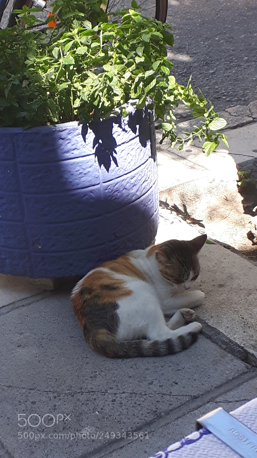 Samsung Galaxy S5 Neo sample photo. 20170902_135444.jpg photography