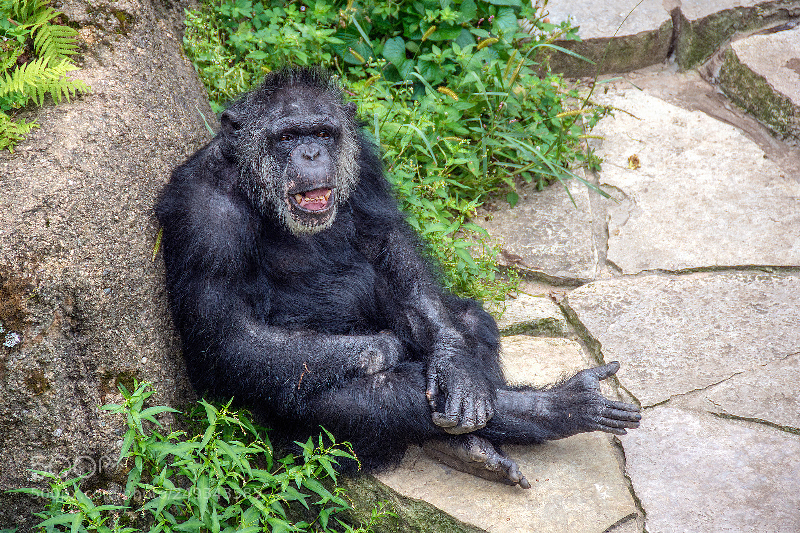 Nikon D7200 sample photo. Laughing chimpanzee photography