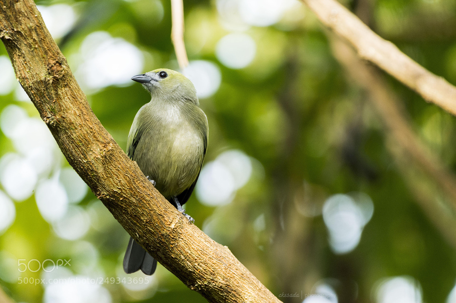 Nikon D7200 sample photo. #beautifulbird #wildlifephotography #mountains #ph ... photography