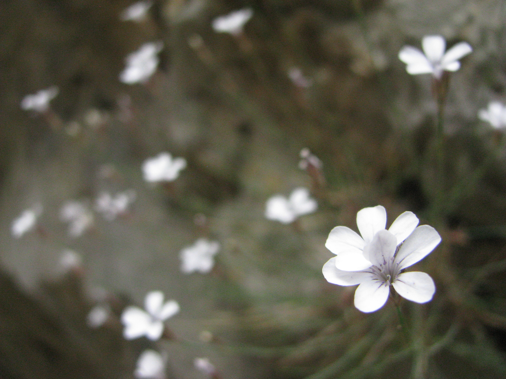 Canon POWERSHOT SX100 IS sample photo. Flowers in crete, imbros photography