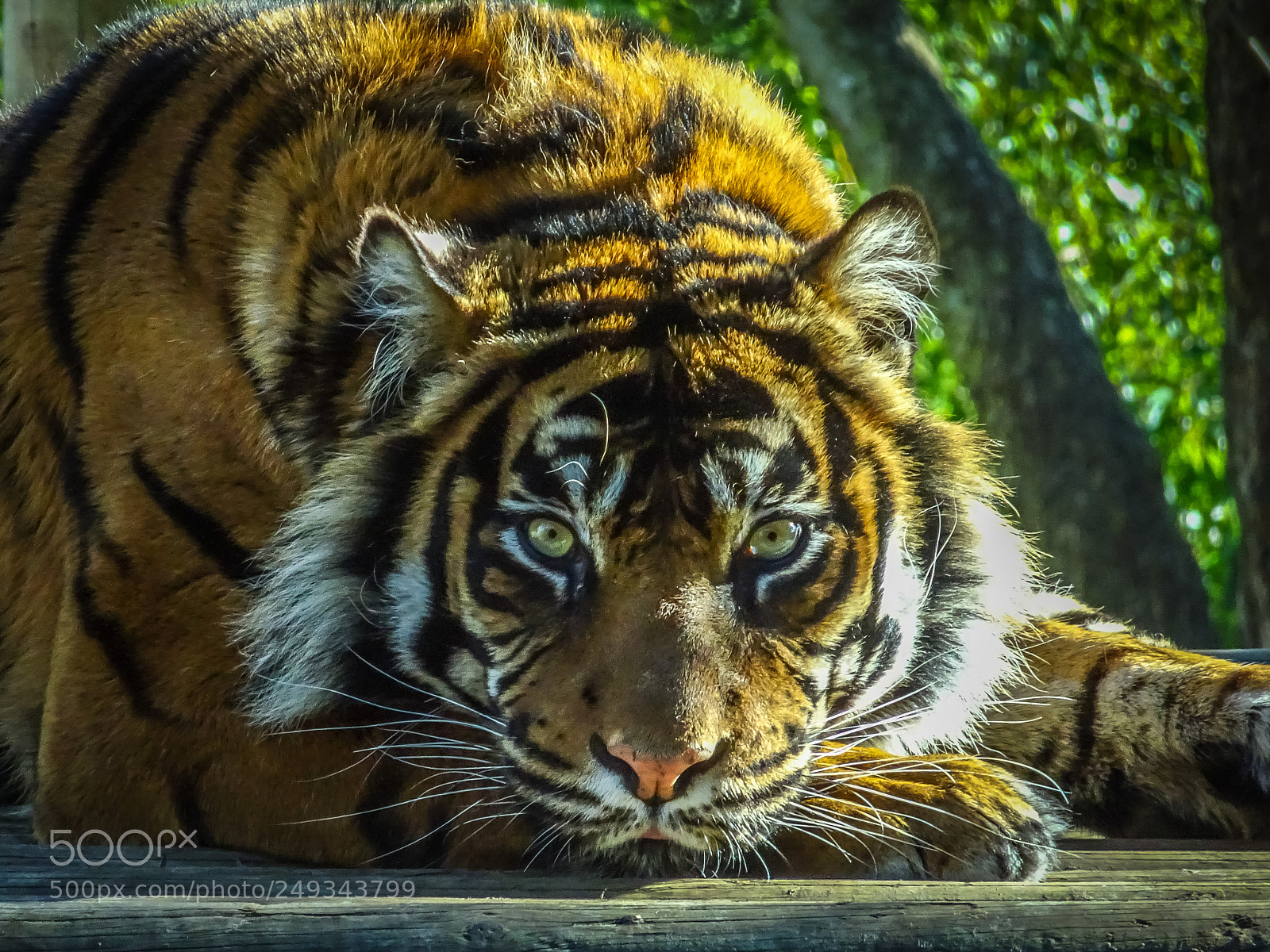 Sony Cyber-shot DSC-HX90V sample photo. Chessington tiger photography