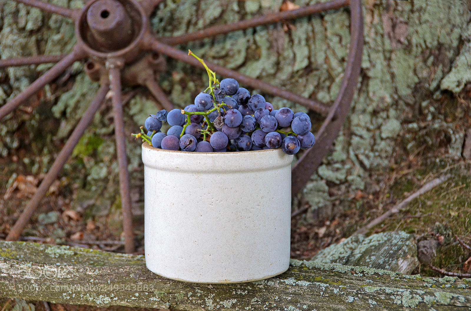 Nikon D7000 sample photo. Purple grapes in crock photography