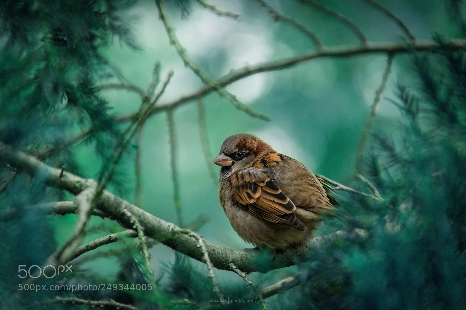 Nikon D7200 sample photo. Bird photo photos pic photography
