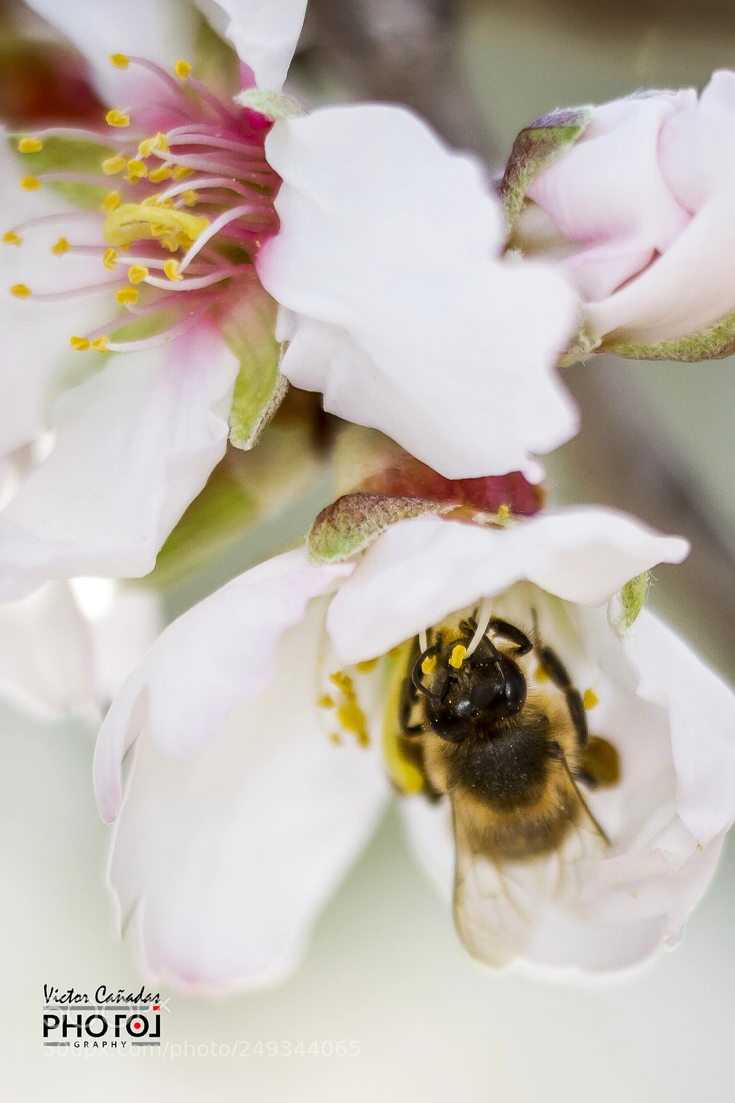 Canon EOS 7D sample photo. Abeja photography