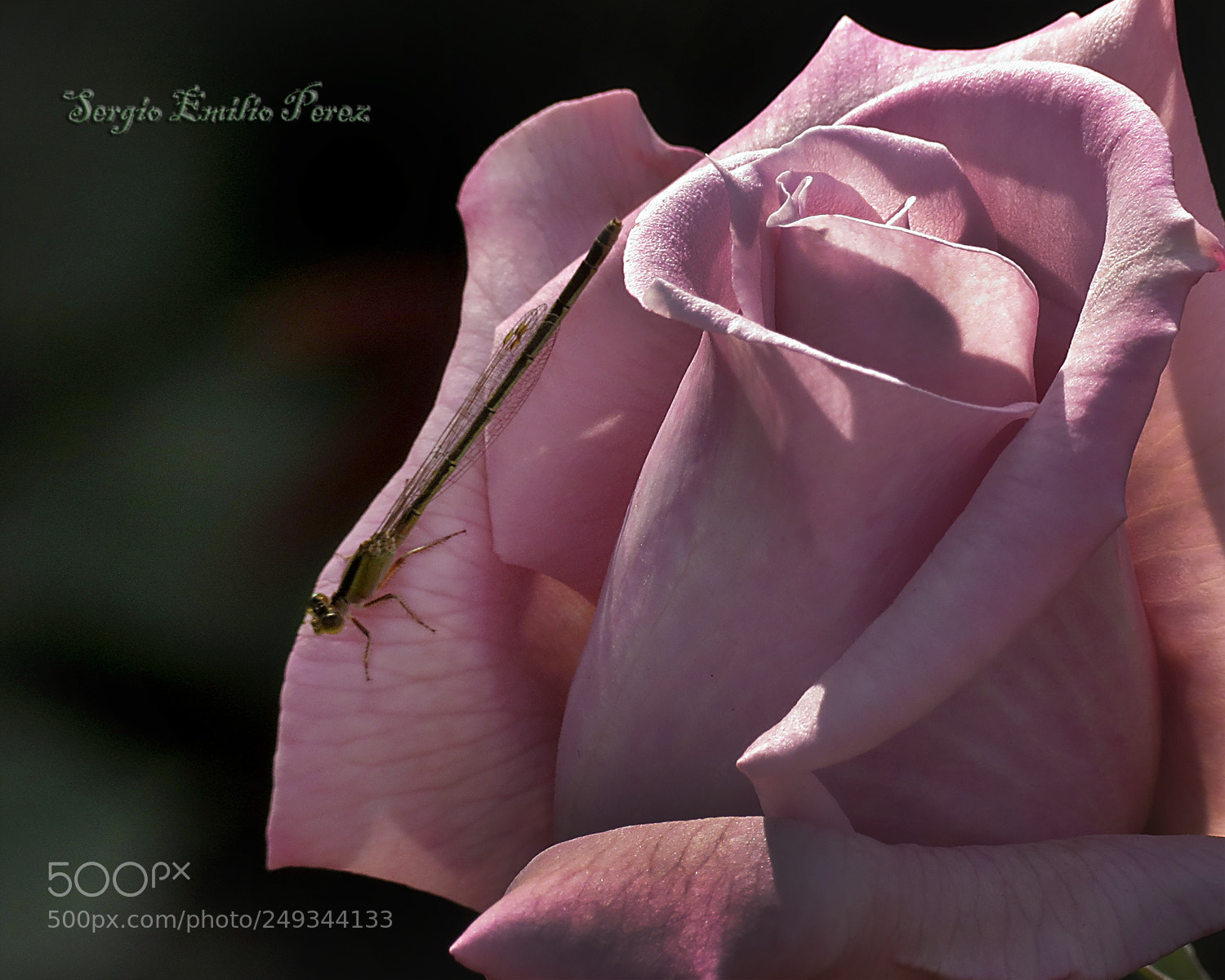 Canon PowerShot SX40 HS sample photo. In my mind... photography