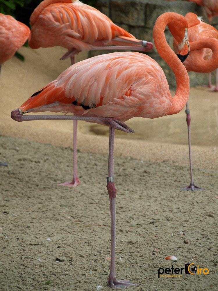 Olympus E-410 (EVOLT E-410) sample photo. Flamingo at seaword in orlando photography