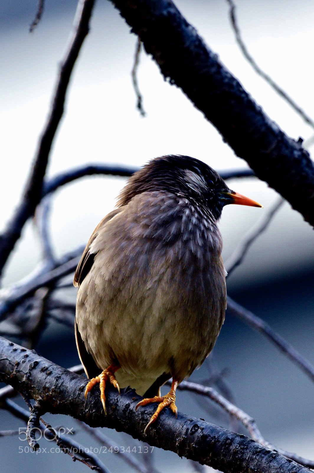 Nikon D3200 sample photo. Kyu shiba rikyu garden photography