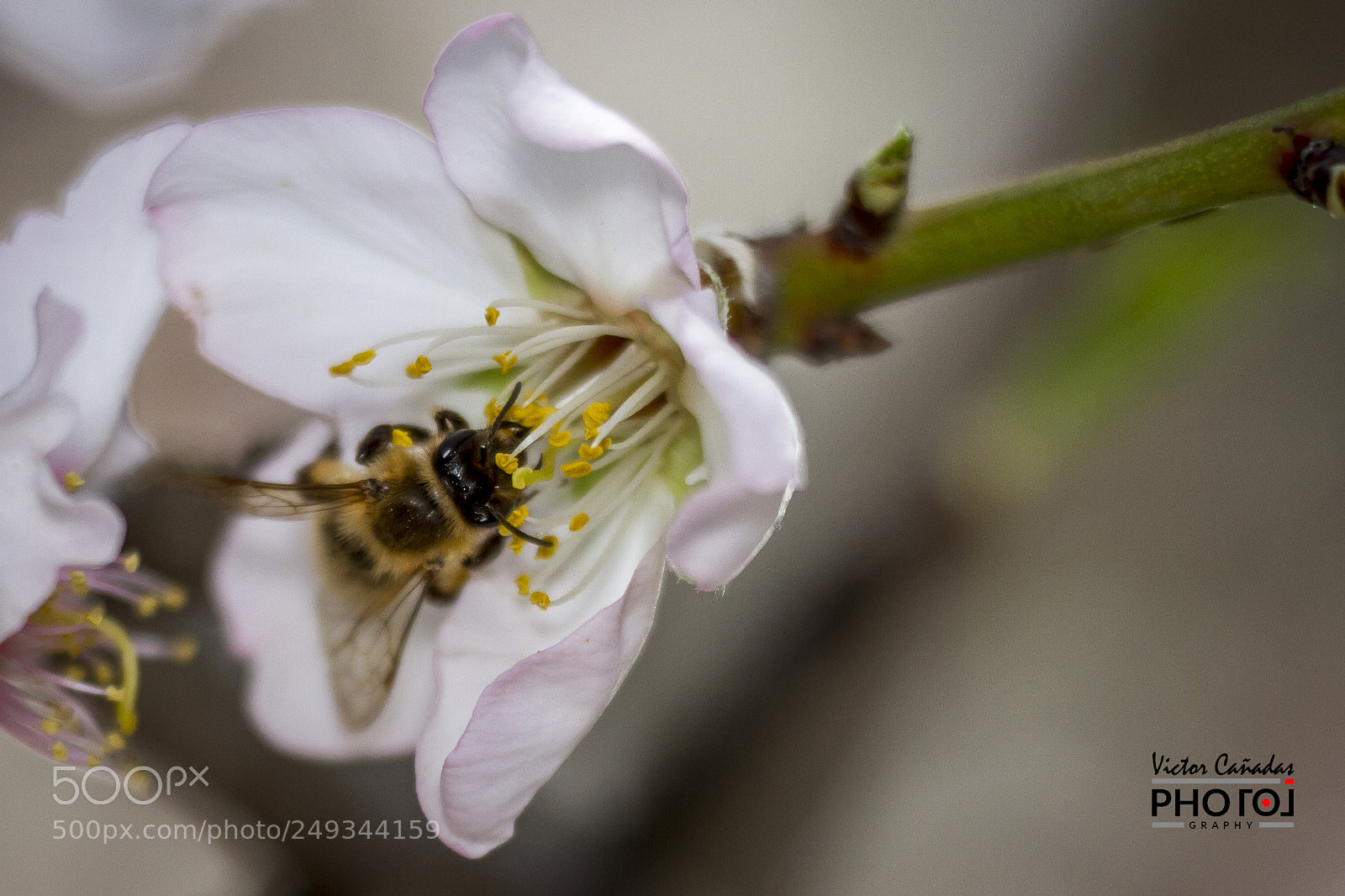Canon EOS 7D sample photo. Abeja photography