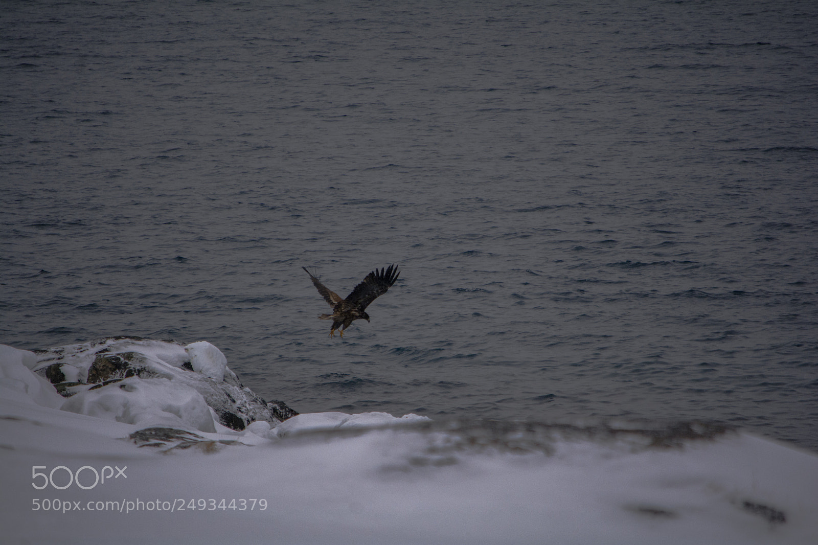 Nikon D7100 sample photo. Greenlandic sea eagle photography