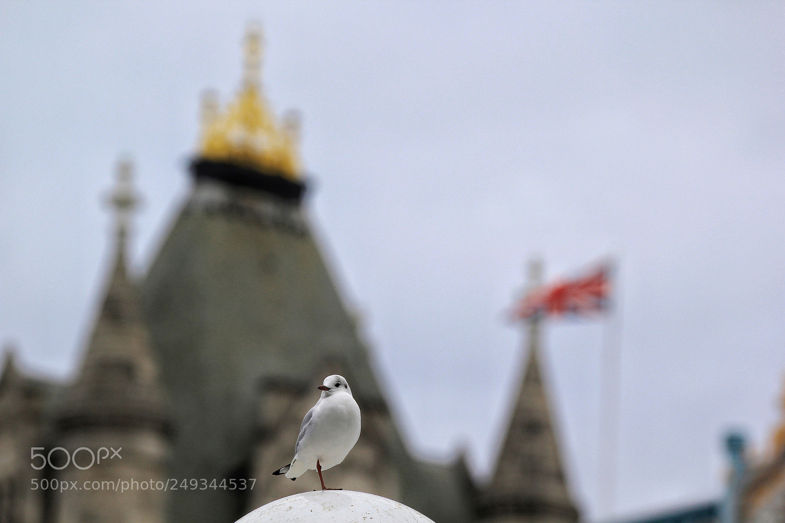 Canon EOS 60D sample photo. Bird picture taken in photography