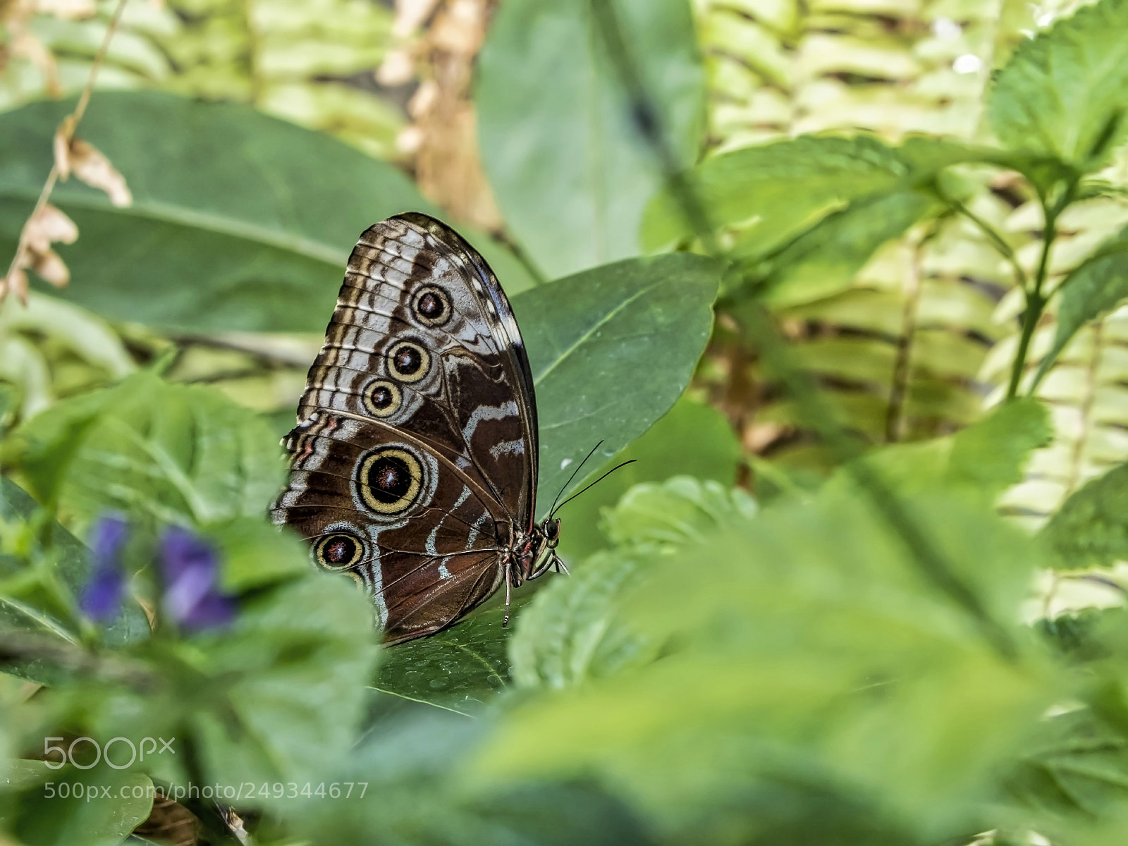 Olympus OM-D E-M5 II sample photo. Receeded morpho photography