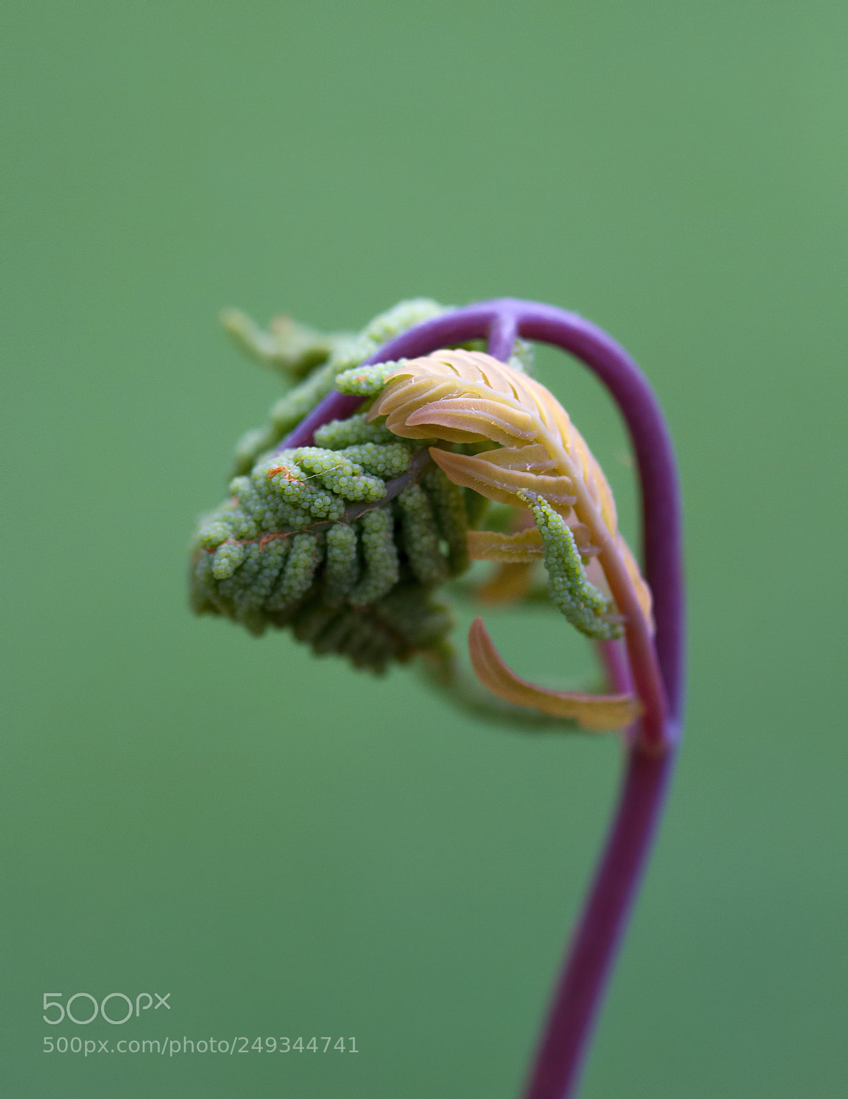 Canon EOS 7D sample photo. Fiddlehead photography